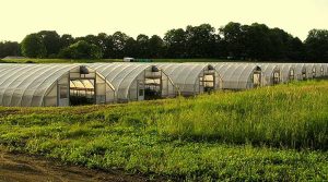 SOLARIG film covering greenhouse structures