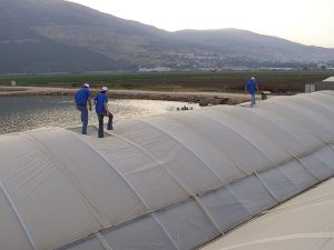 Growers walking on SOLARIG greenhouse cover