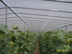 Image of a Greenhouse
