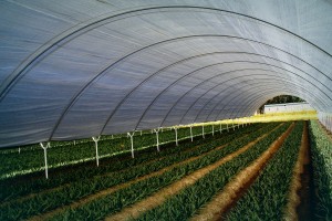 A Shade Cover over rows of crops