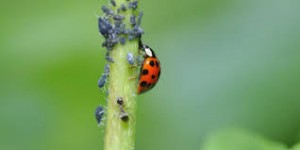 Lady Bug on a crop