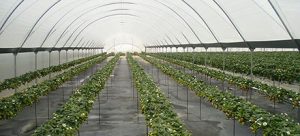 SOLARIG BW100 greenhouse covering